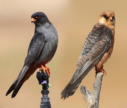 আবাবিল পাখির ছবি