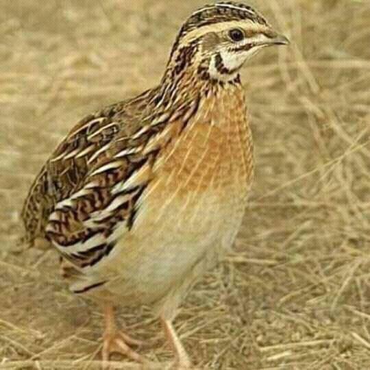 কোয়েল পাখির পিক