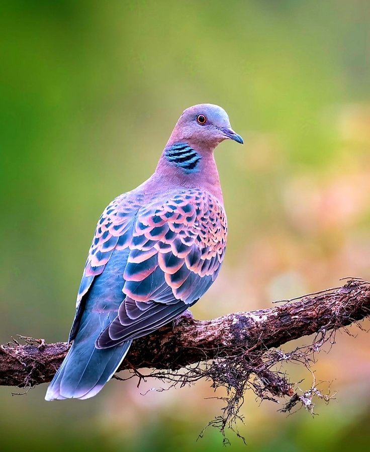 ঘুঘু পাখির ছবি