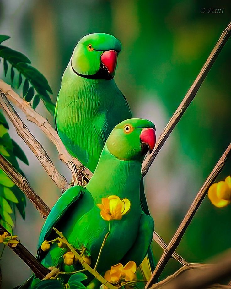 টিয়া পাখি