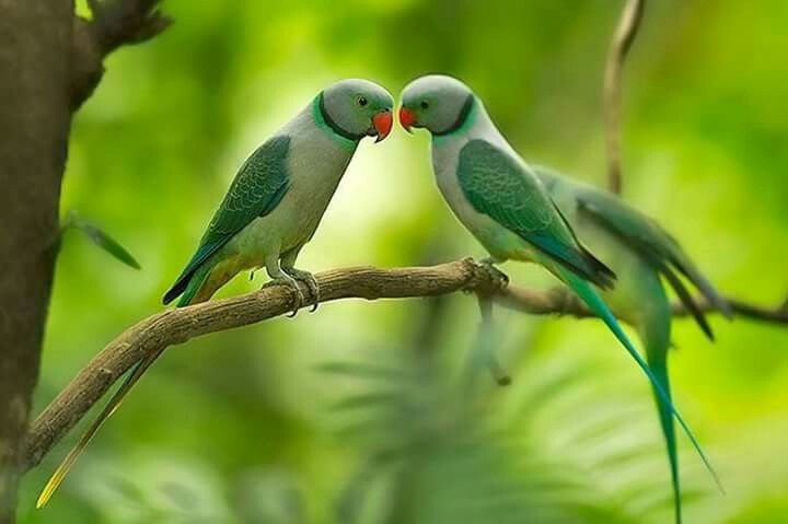 টিয়া পাখির ছবি