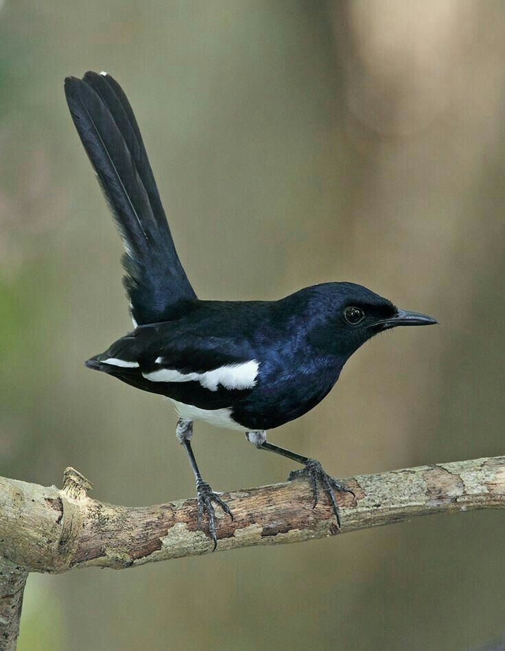 দোয়েল পাখির ছবি