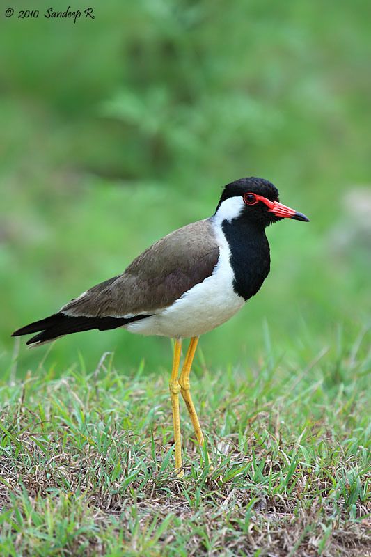 পাখির পিক ডাউনলোড