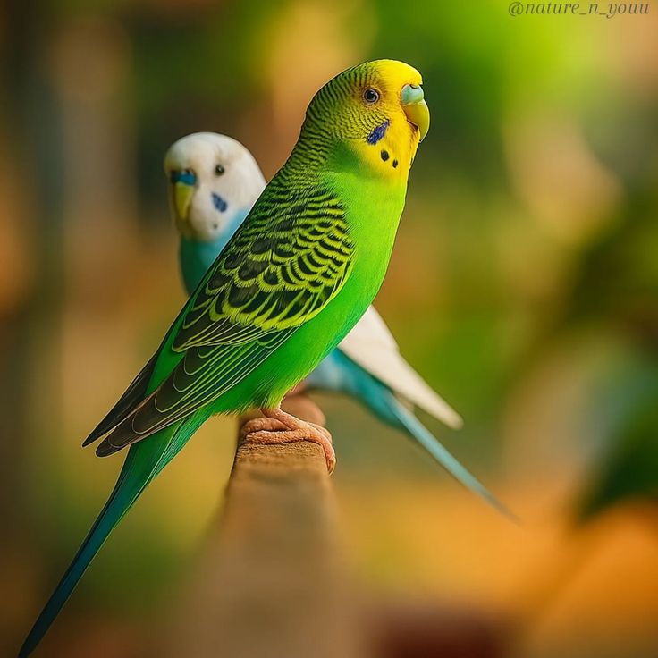 বাজরিগার পাখির ছবি