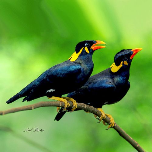 ময়না পাখির ছবি