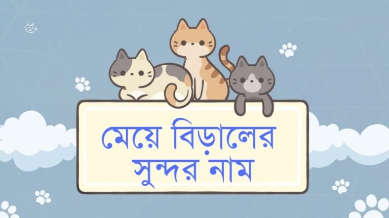 মেয়ে বিড়ালের সুন্দর নাম