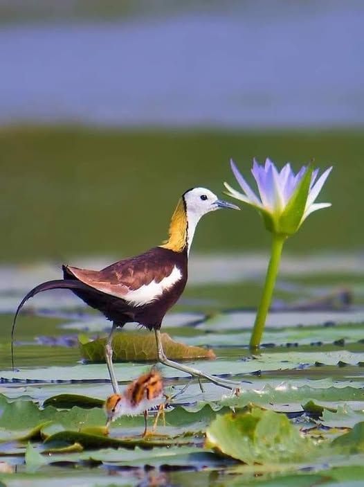 রোমান্টিক পাখির ছবি hd