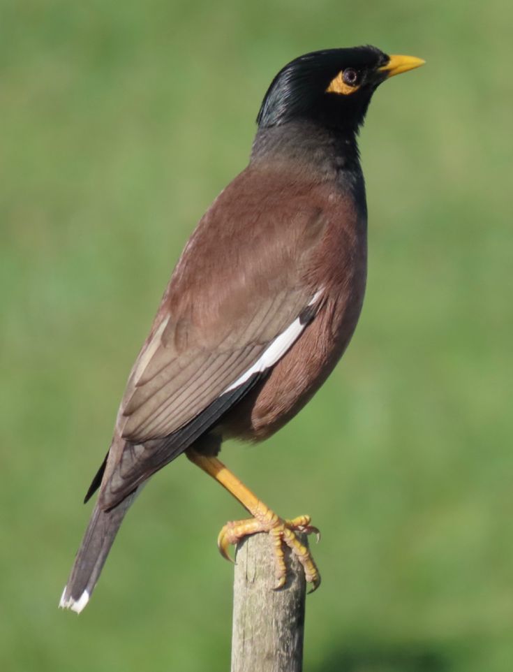 শালিক