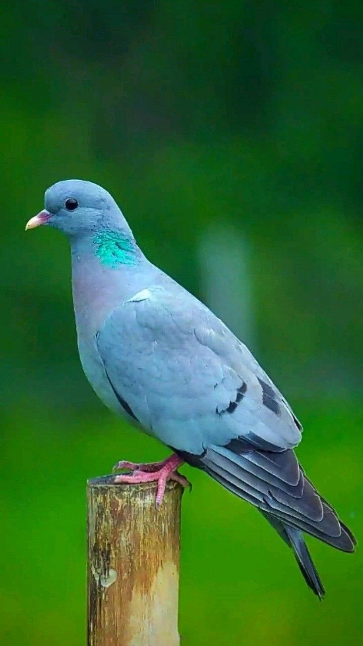 কবুতরের ছবি ডাউনলোড