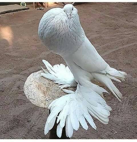 বিদেশি কবুতরের ছবি