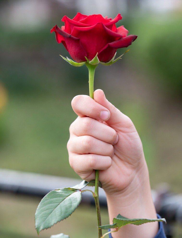 ছেলেদের হাতে গোলাপ ফুলের পিক