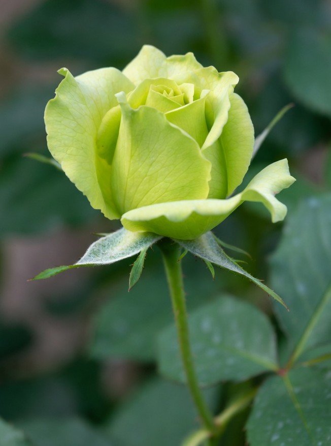 সবুজ গোলাপ ফুলের ছবি