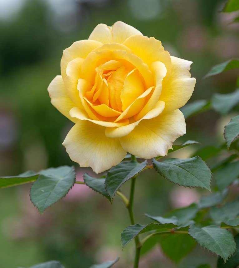 হলুদ গোলাপ ফুলের ছবি